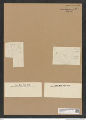 Diatomeae indet. Zeichnungen Sammlung Grunow Nr. 7853 (NHMW-BOT-W0377107)